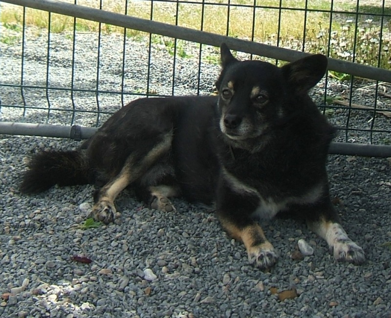 SIMON (m) croisé berger, né le 30/07/2007, 10 kilos,  vient du refuge de Tina (moldavie) en accueil d'urgence dans le 44 Simon910