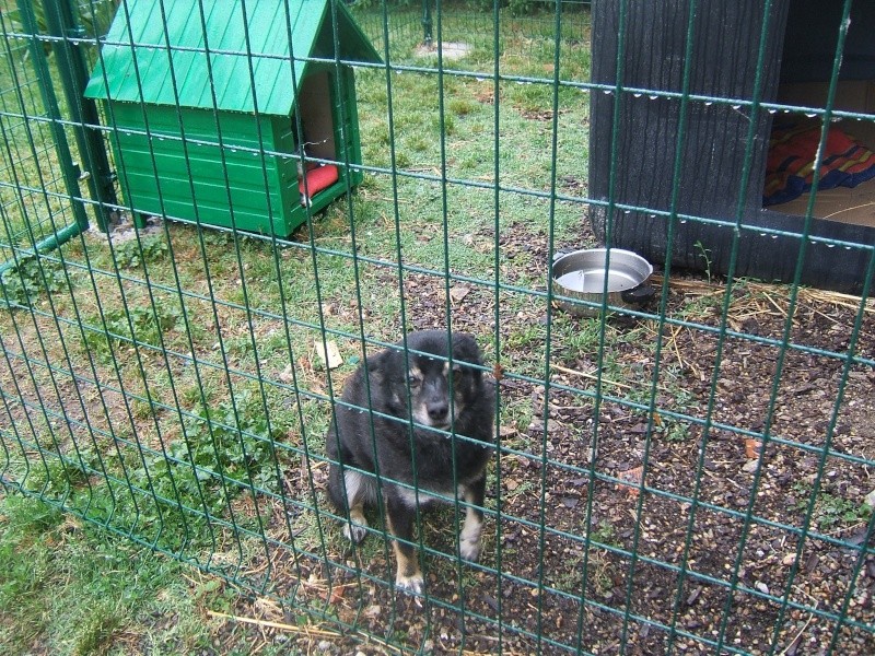 SIMON (m) croisé berger, né le 30/07/2007, 10 kilos,  vient du refuge de Tina (moldavie) en accueil d'urgence dans le 44 Simon_10