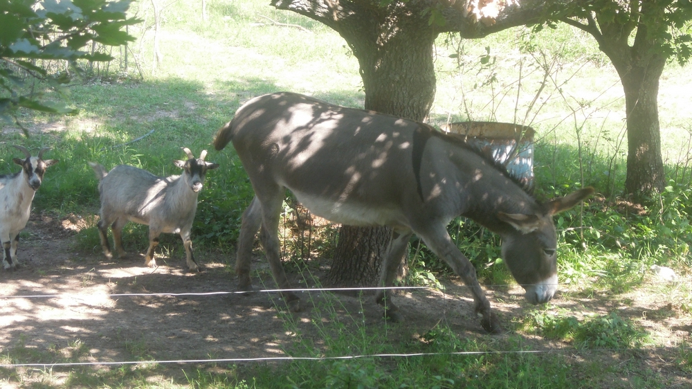 Randonnée plus calme de JM à Bonnieux ( les Claparèdes) le jeudi 21 Juin 2018 01211