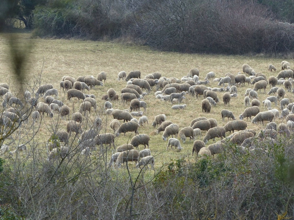 Randonnée groupe de JM à Miramas le jeudi 07 février 2019 02025