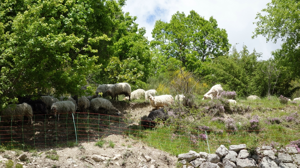 Randonnée groupe de JM et Gérard à Facibelle le jeudi 30 mai  2019 Dsc00625