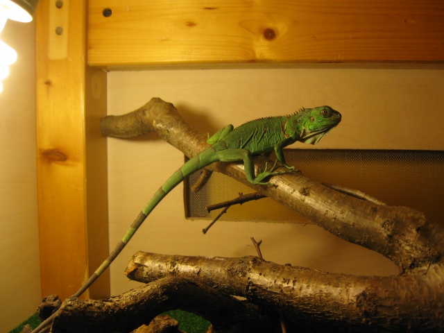Iguana iguana Photo_14