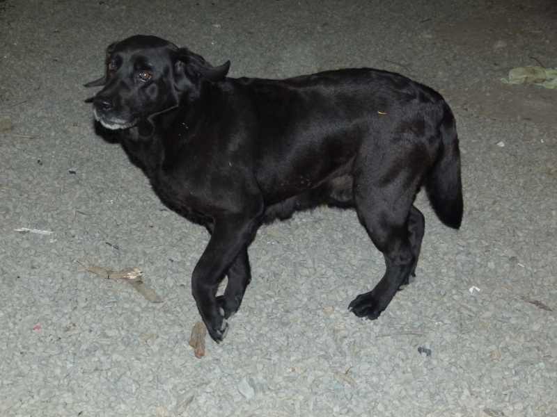 VODKA, labrador, femelle, 7 ans P1000015