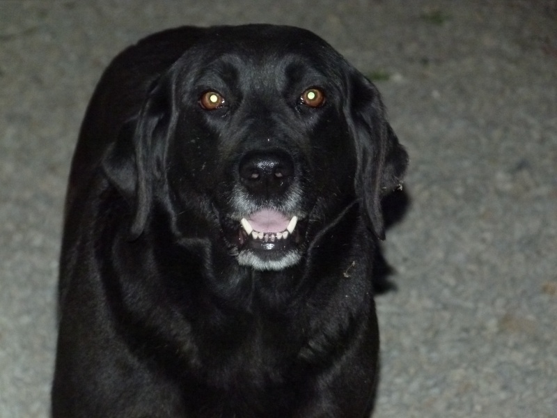 VODKA, labrador, femelle, 7 ans P1000017