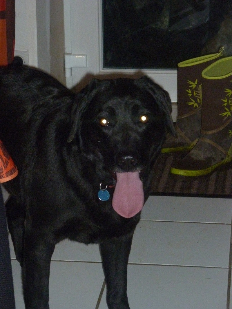 VODKA - labrador 7 ans - en fa - ALEAC50 P1010110