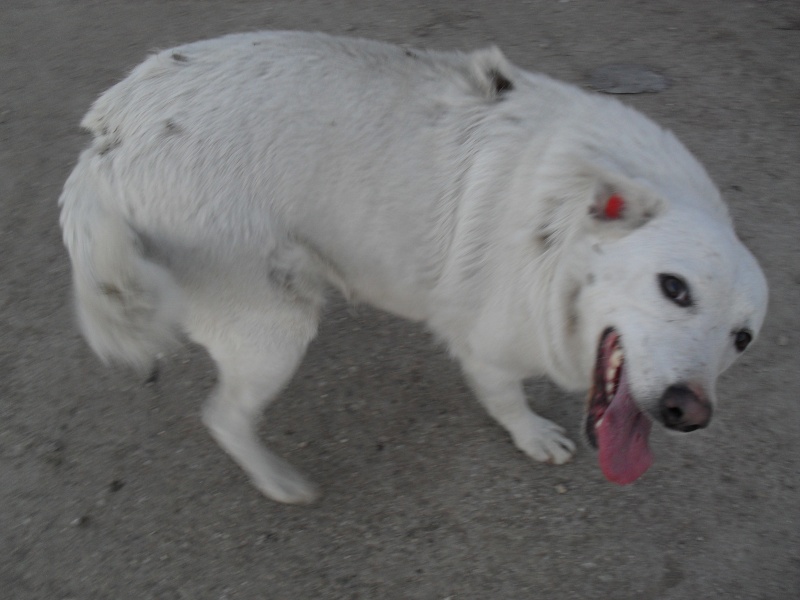 Dulcine, croisé berger blanc suisse, taille moyenne, 3 ans(refuge d'irina) Voyage49