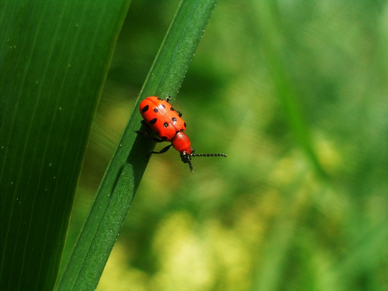 Contraste dans l'herbe. Rimg0014