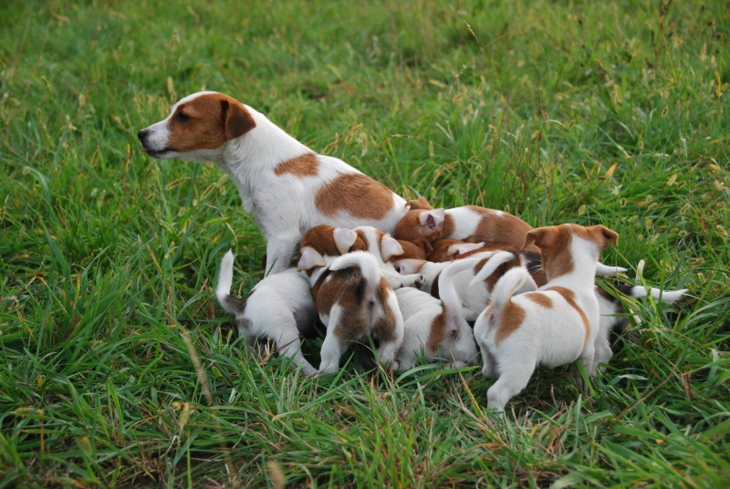 cuccioli - Cuccioli a nastro... Dsc_8610