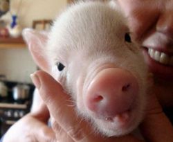 seekor bayi babi memiliki penggemar sekitar 3000 di akun facebook Bab11110
