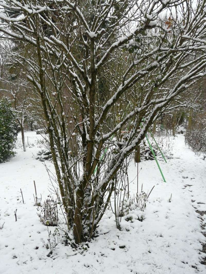 Aujourd'hui il neige :) ! - Page 9 P1040712