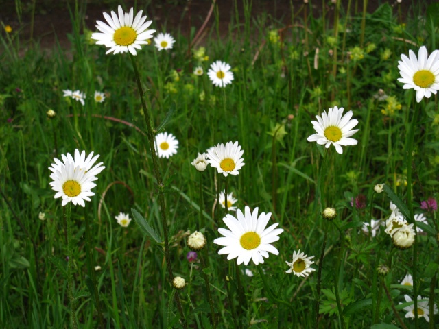 Les plantes sauvages comestibles par le lapin Plante32