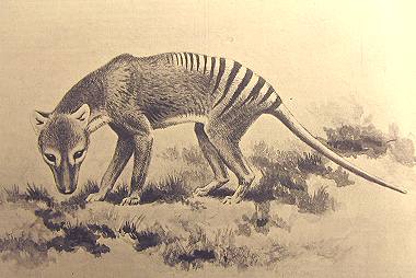Here are some examples of extincted animals(other than dinosaurs)... Extant11