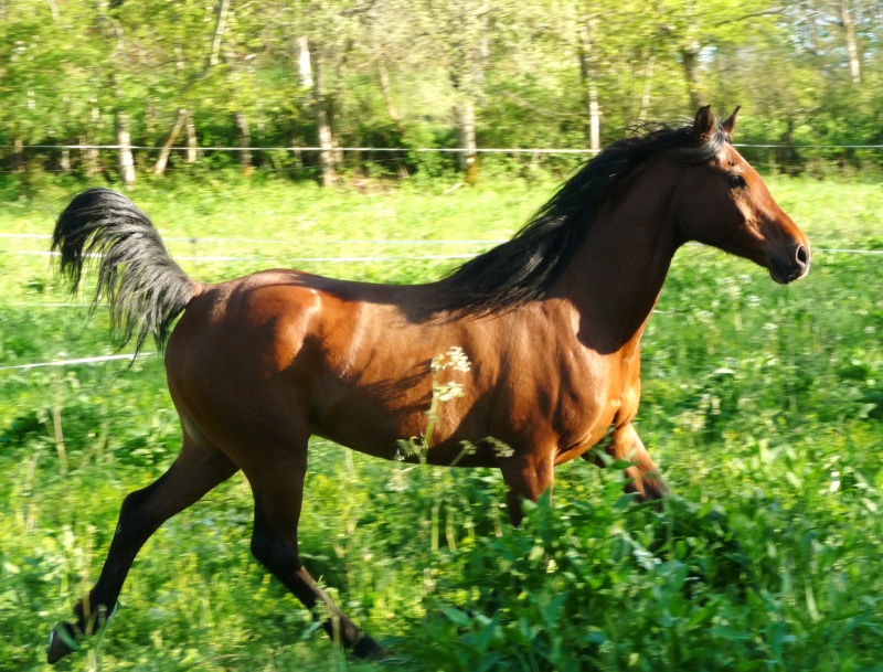 La mascotte du mois d'avril P1030831