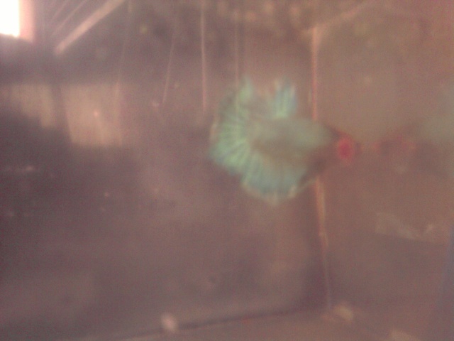 Mes bettas P2002116