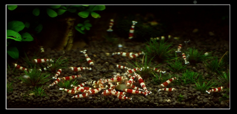 Christal Red Shrimps- Living Gems in tank Kaer_c11