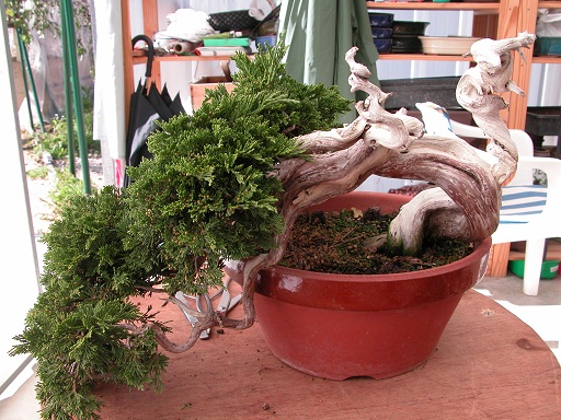 Juniperus Sabina de Ramón por Mario Komsta. 112