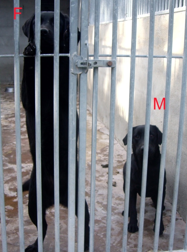 7 labradors noirs à sauver environ 1 an dpt 30 M__f10