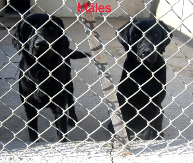 7 labradors noirs à sauver environ 1 an dpt 30 Males10