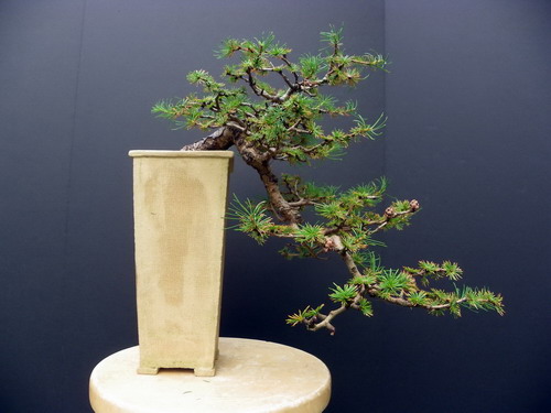 Shohin Azalea and Larch Spring Update Dc_s_j13