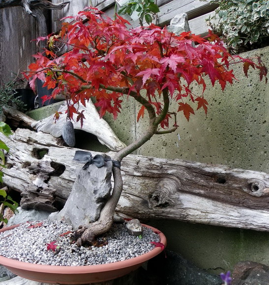 Show the Autumncolour from your bonsai - Page 3 Jm-lim10