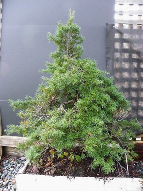 First Solo Restyle - Yamadori Mountain Hemlock Sfu_tl10