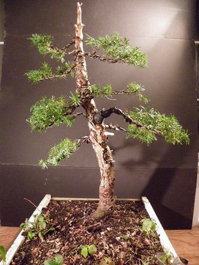 First Solo Restyle - Yamadori Mountain Hemlock Sfu_tl14