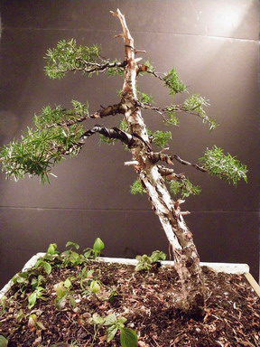 First Solo Restyle - Yamadori Mountain Hemlock Sfu_tl15