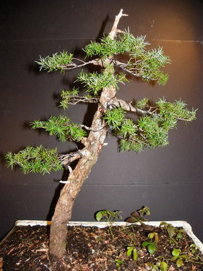 First Solo Restyle - Yamadori Mountain Hemlock Sfu_tl16