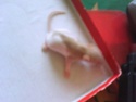 [Belgique] 13 jolis ratous qui cherchent une jolie famille 210
