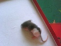 [Belgique] 13 jolis ratous qui cherchent une jolie famille 310