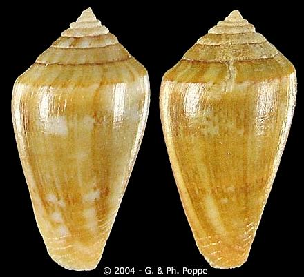 Conus (Lautoconus) desidiosus  A. Adams, 1853 Conus_10
