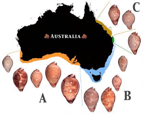 Répartition géographique des Umbilia - Australie Umbili10