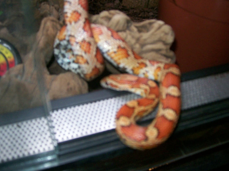 pantherophis guttatus 100_1213