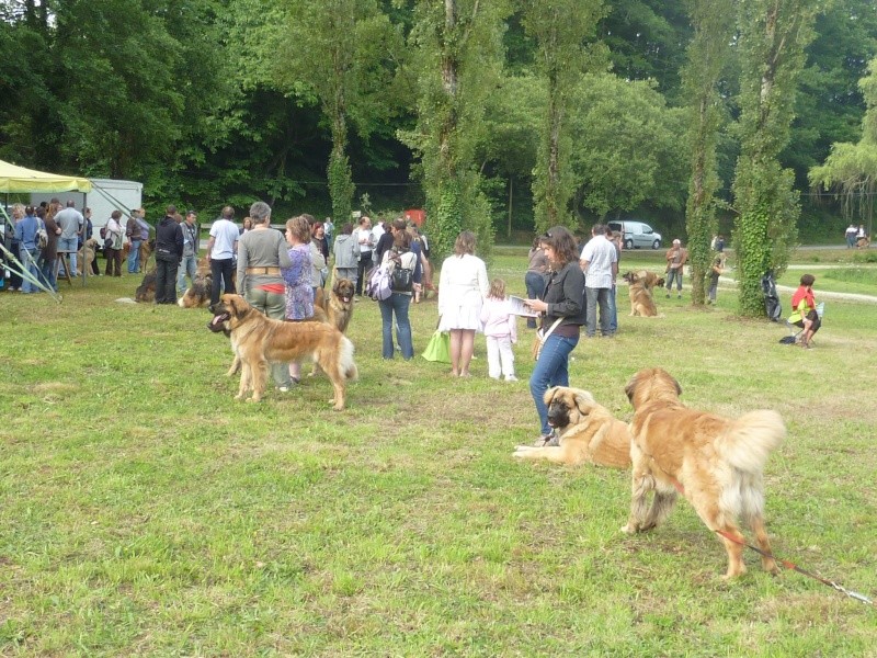 Tous à MALANSAC Le 14 juin 1ère régionale léonberg en Bretagne P1000512