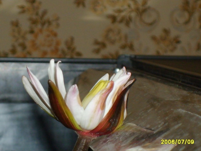 Nymphéa Lotus (évolution) S6000512