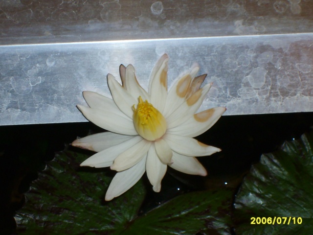 Nymphéa Lotus (évolution) S6000515