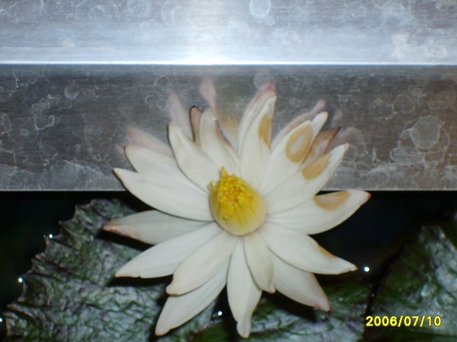 Nymphéa Lotus (évolution) S6000516