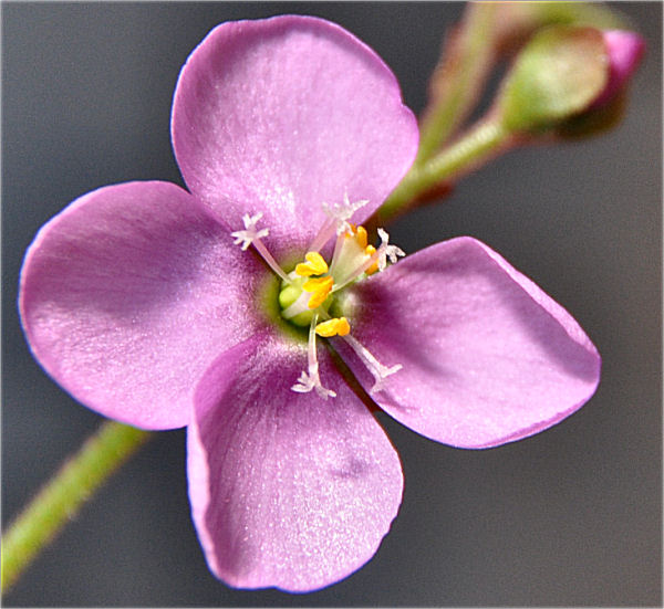 Quelques fleurs de droseras  D_alic10