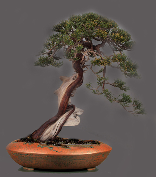 Juniperus thurifera searching for a pot... Niwa1011
