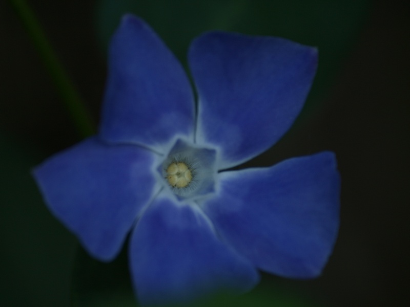 Fleurs Bleus 23_05_12