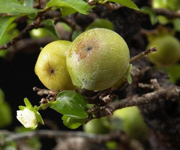 Diospyros montana Fruits10