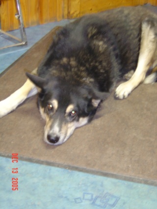 Urgence eutha le 30 pour crapule F type BA de 10 ans et max BA X husky de 8 ans Dsc01110