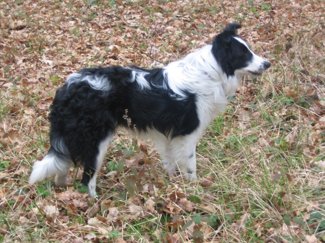 Gibson male type border collie 2 ans et demi, malvoyant Img_7210