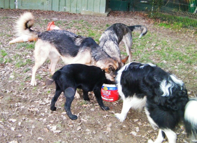 photos de ma meute et des chiens en famille d'accueil - Page 2 Sany0113