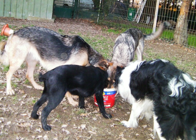 photos de ma meute et des chiens en famille d'accueil - Page 2 Sany0114