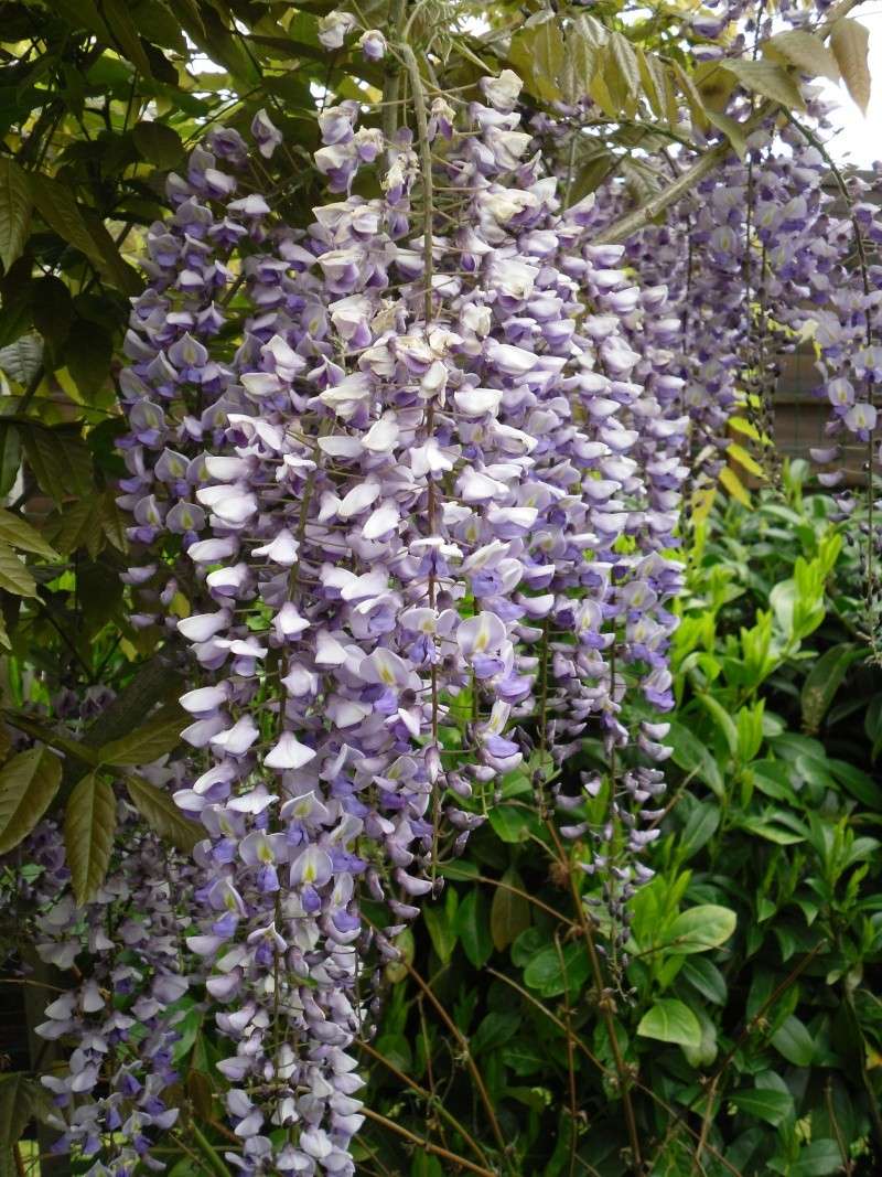 ma glycine arbre héhéhéhéhé Sdc11622