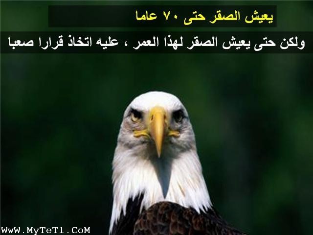 صور الصقر بعد 40 عام Sans_t30