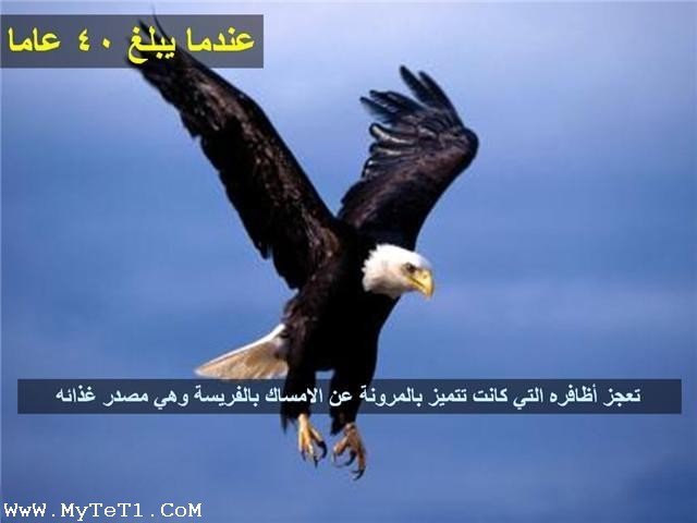 صور الصقر بعد 40 عام Sans_t31