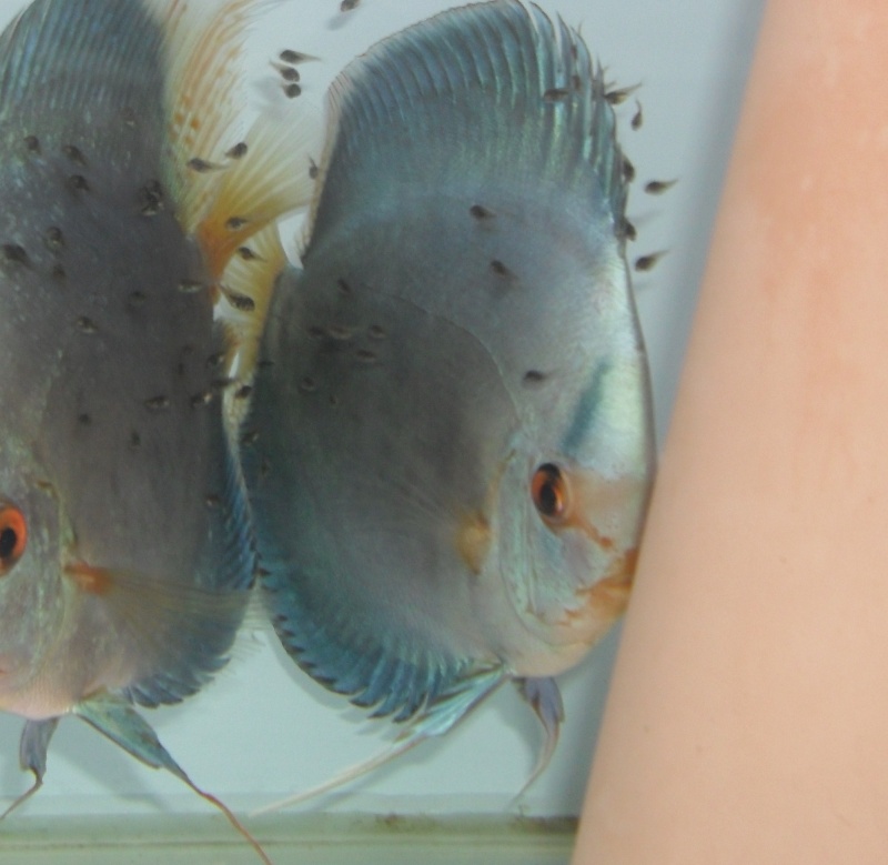 mes discus - Page 3 Couple10