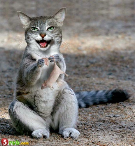 صور رائعة لقطط مضحكة  Post-310